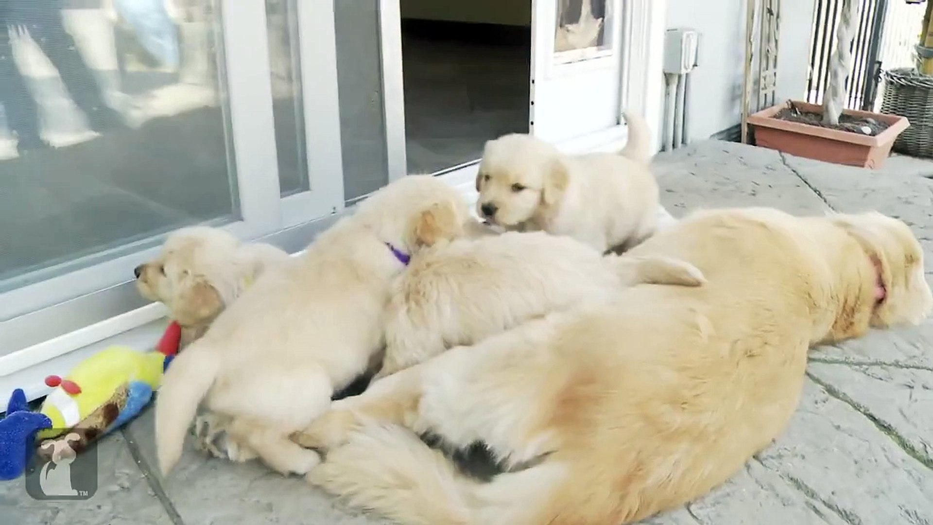 Puppies Breast feeding | Golden Retriever