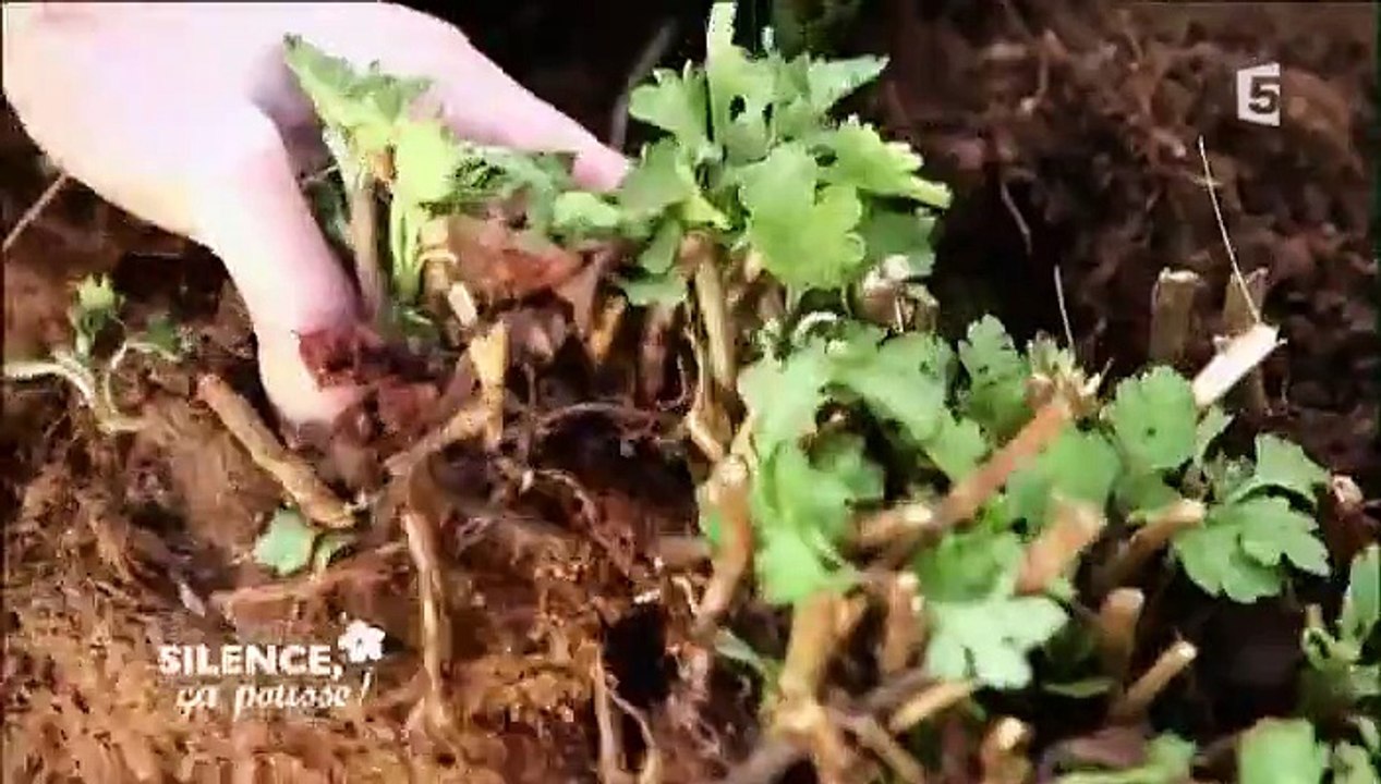 Silence, ça pousse ! 22.01.2016 VOSTF France 5