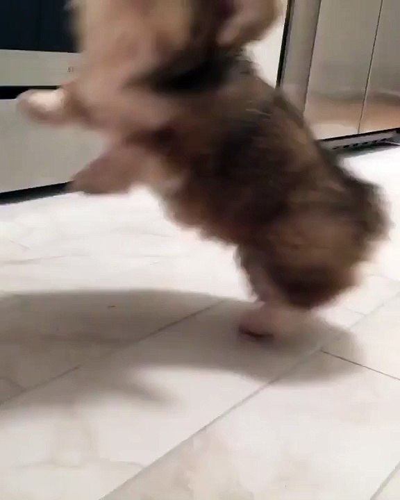 A Corgi howling practice!
