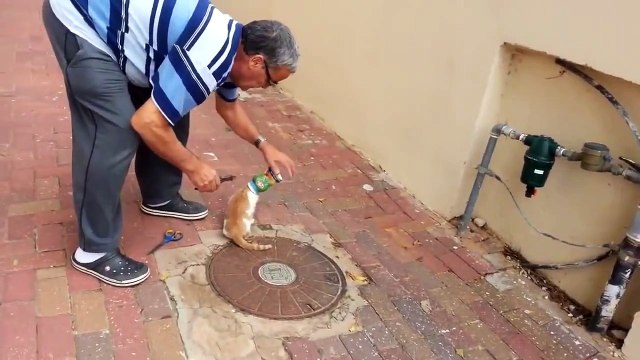 A man rescues a cat whose head is stuck in a plastic jar!