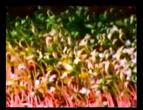 برنالمج العلم والايمان .د مصطفى محمود . حركة النبات