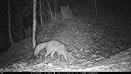From my trail cam: Gray Fox frolicking in the leaves.