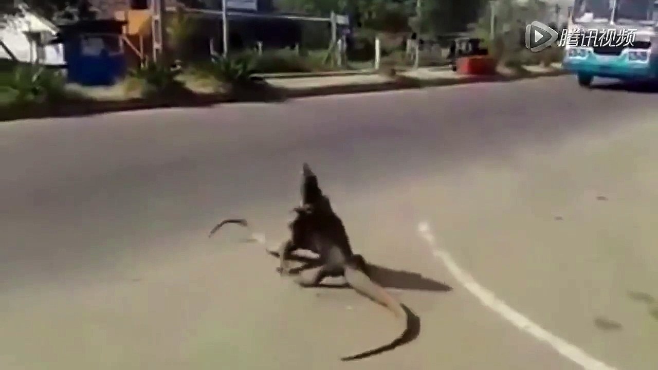 street fight between two lizards