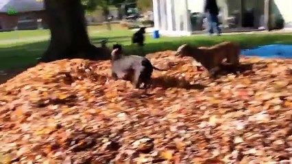 Funny Dogs Playing in Leaves Compilation