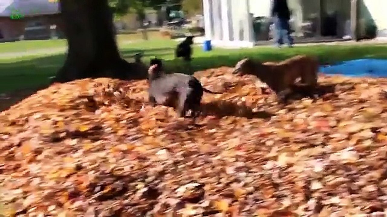 Funny Dogs Playing in Leaves Compilation