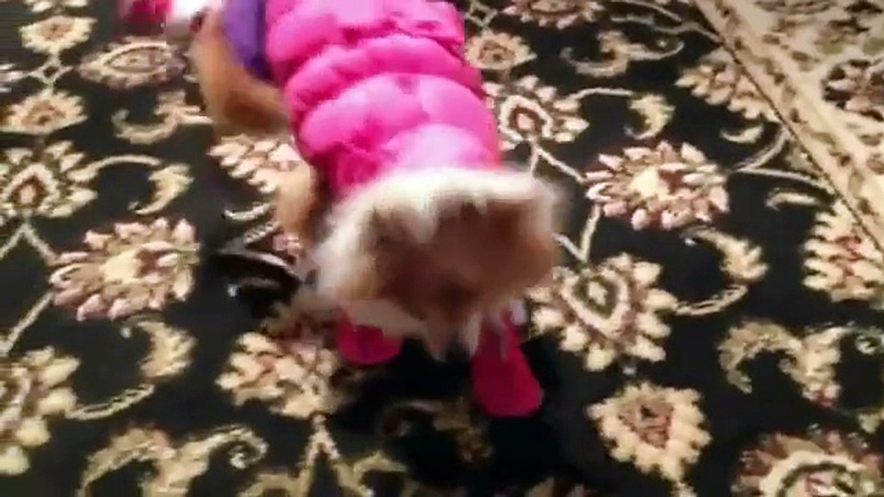 Funny dogs wearing shoes compilation