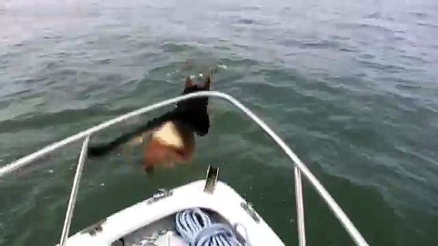 Overboard Maverick- Dog jumps on Dolphins (Really Funny-Must See)