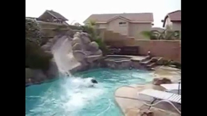 Top 10 of the funniest jumping dog videos