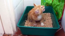 Little Kittens Meowing and Talking - Cute Cat Compilation