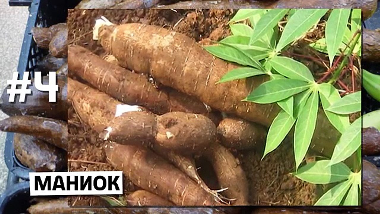 10 ОБЫЧНЫХ ПРОДУКТОВ, СПОСОБНЫХ УБИТЬ ТЕБЯ