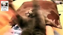 Very Angry Cat Funny Animal Video 24/01/2016