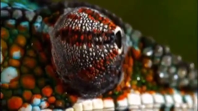 Impacto Animal: Selvas (Dublado) - Documentário NatGeo