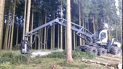 Right and Quick way to cut the Tree