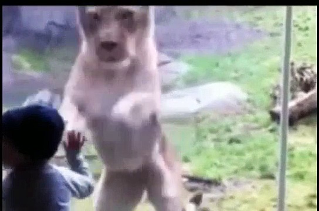 funny animal 3st
