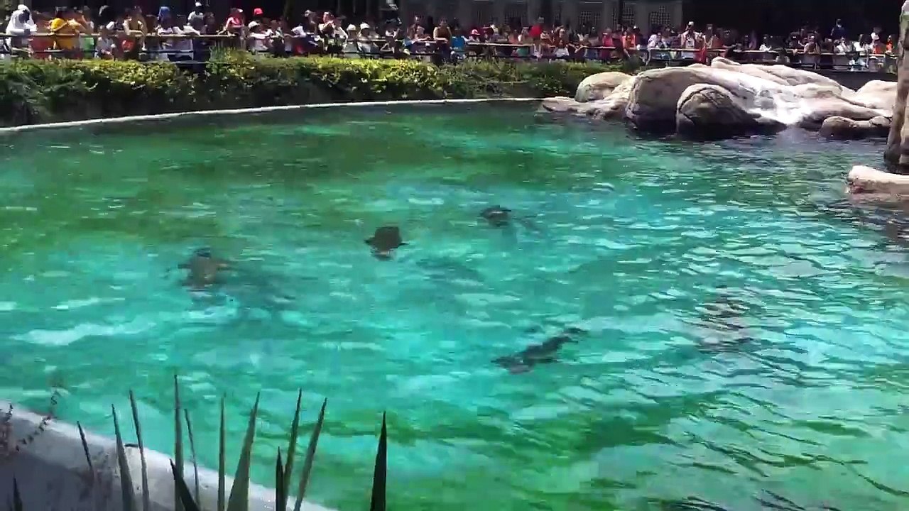 funny sea lions at the bronx zoo, lobos de mar en el bronx zoo