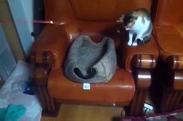 Fishing a Cat , So Funny That Cat like fish eat decoy
