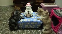 Kedi kediye doğum günü kutlama