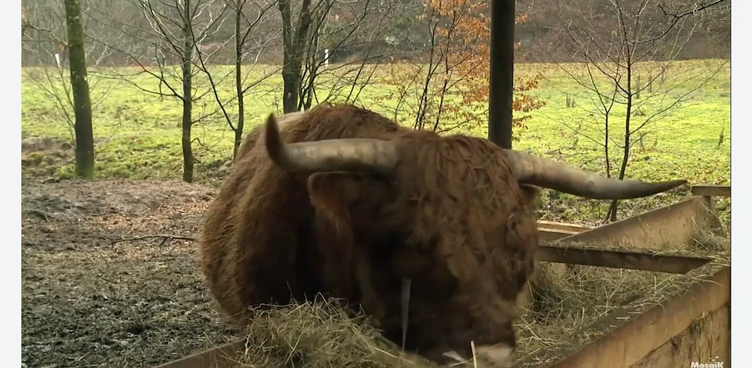 Le Pays de Bitche (une race bovine écossaise originaire de la région des Highlands)