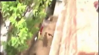 Tiger Attacks Indian village