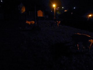 MOV06001 les chiens dans la nuit