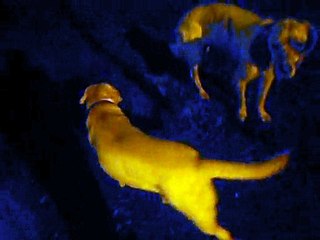 MOV06002 chiens dans la nuit de nouveau
