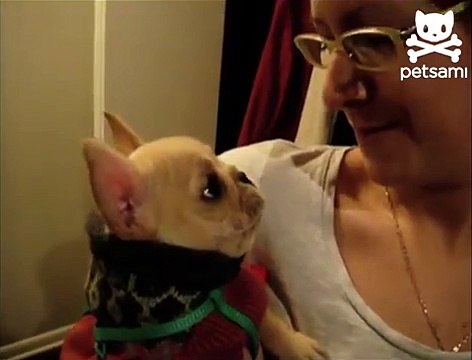 Маленькая говорящая собачка! Такая прикольная, просто супер!