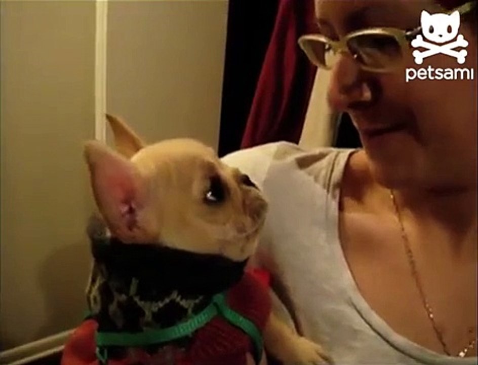 Маленькая говорящая собачка! Такая прикольная, просто супер!