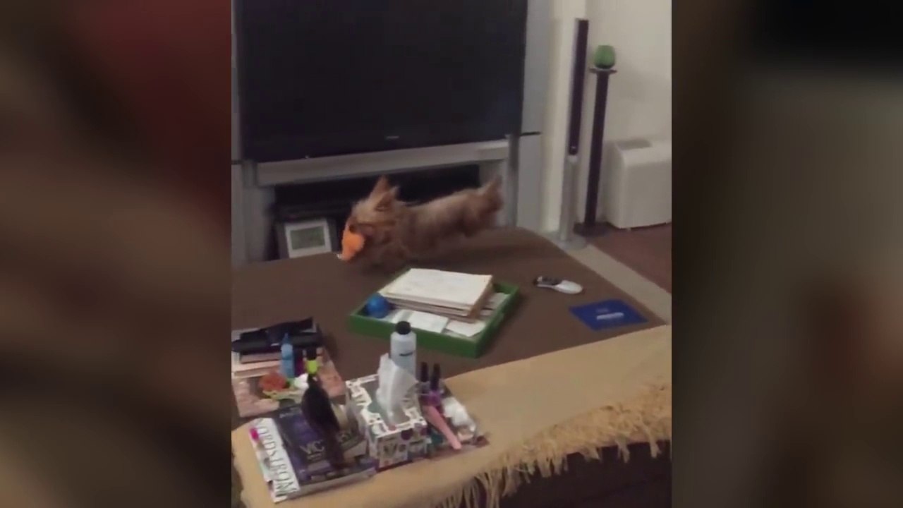 Un petit chien rate son saut et se mange le canapé.. En slow motion c'est encore mieux