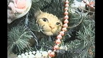 Cat Refuses to Leave Christmas Tree