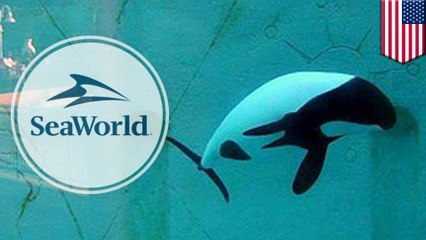 SeaWorld has another dead Commerson's dolphin on their hands