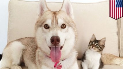 子猫を育てるハスキー犬の母親