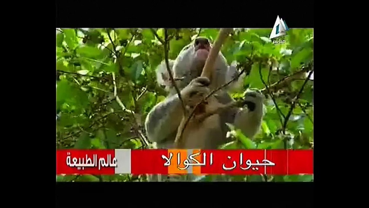 الكوالا الكائن الذى لا يشرب - غرائب الحيوانات
