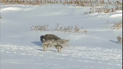 Bizon Aleminin En G.t Üyesi Yok Böyle Bir Şey