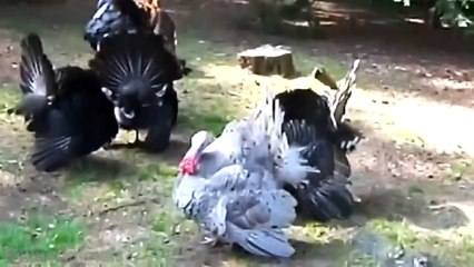 Funny Turkeys Gobbling Compilation