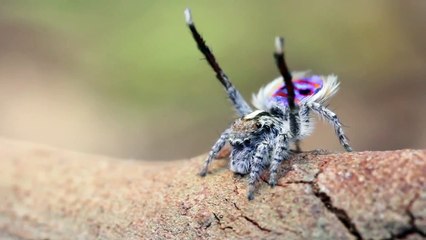 Dişisini Etkilemek İçin Çiftleşme Dansı Yapan Örümcek Yok Bö