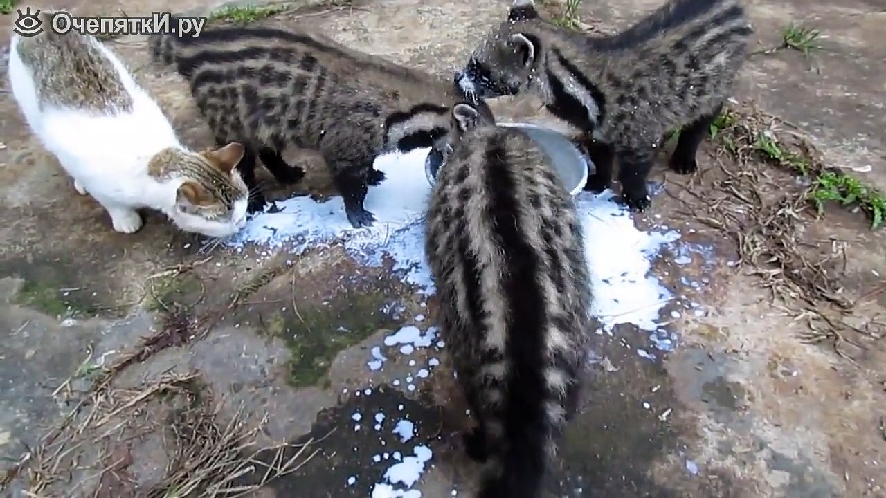 Смешные еноты