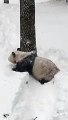 Tian Tian plays in the snow. Jan 23, 2016 National Zoo