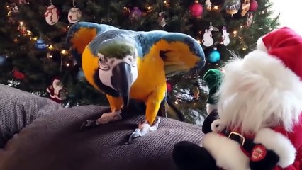 Funny Animals-Best of December 2015 Cute and Funny Animals