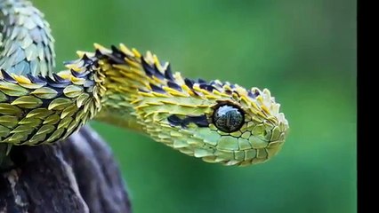 Dünyanın En Zehirli 10 Yılanı