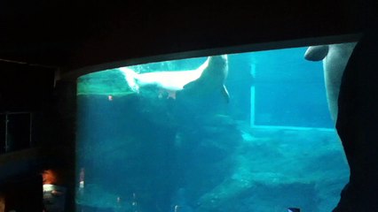 Z57 presents Beluga Whales