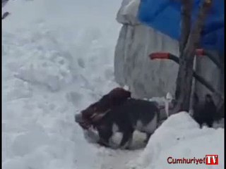 Tavuğa kendisini sevdirmeye çalışan kedi