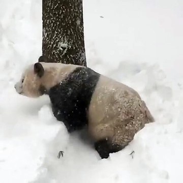 Un panda s'amuse dans la neige après le passage de Snowzilla