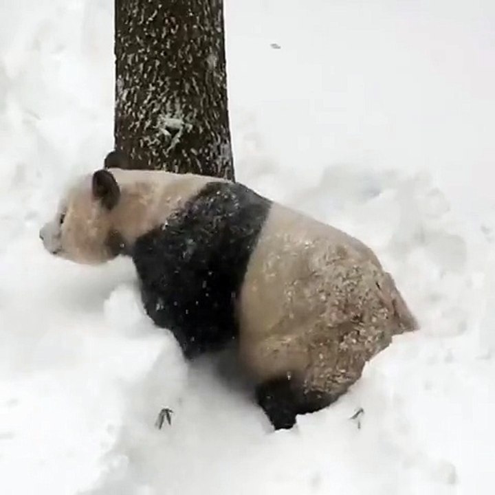 Un panda s'amuse dans la neige après le passage de " Snowzilla "