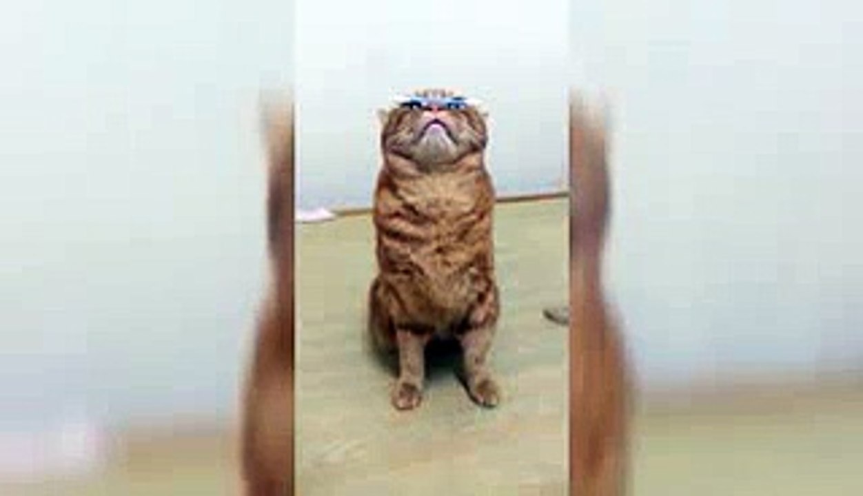 Gato very smart Cat   Maximum concentration - Funny cat 2015