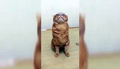 Gato very smart Cat   Maximum concentration - Funny cat 2015