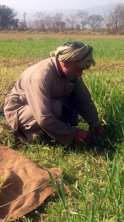 KISSAN .................MUSTI MEN