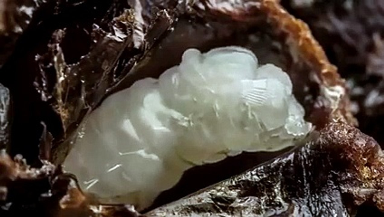 Arıların Yaradılışı Hızlı Çekim