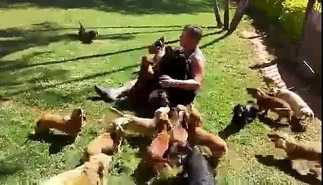 Le paradis des Tequels - chiens trop mignons