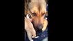 ÉMOUVANT - Cette chienne pleure après avoir été sauvée avec ses chiots...