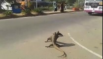 Lizard fight in the street - Stronger than Wrestlers